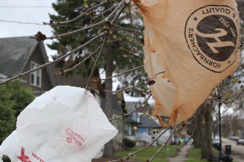 Plastic bags hanging from Fargo trees - photograph by C.S. Hagen